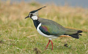 Northern Lapwing