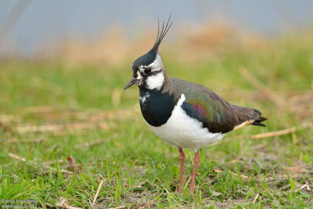 Northern Lapwing female adult breeding, identification