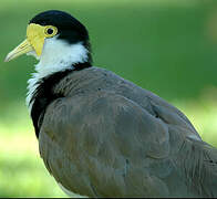 Masked Lapwing