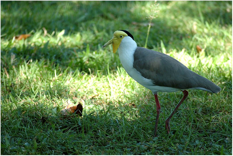 Masked Lapwingadult