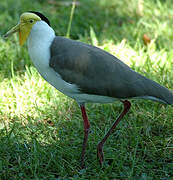 Masked Lapwing