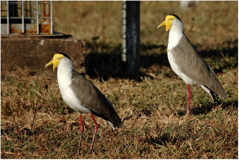 Masked Lapwingadult