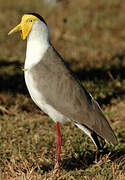 Masked Lapwing