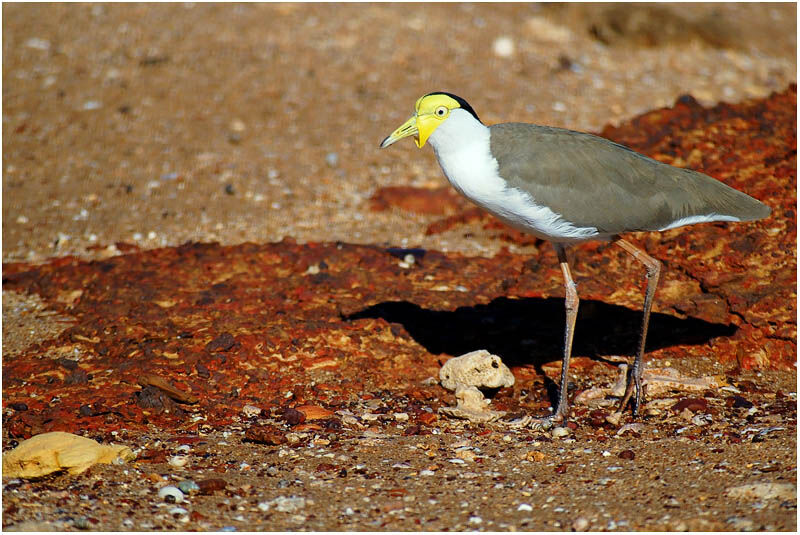 Masked Lapwingadult