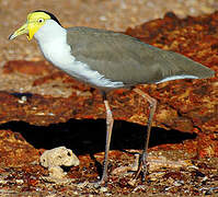 Masked Lapwing