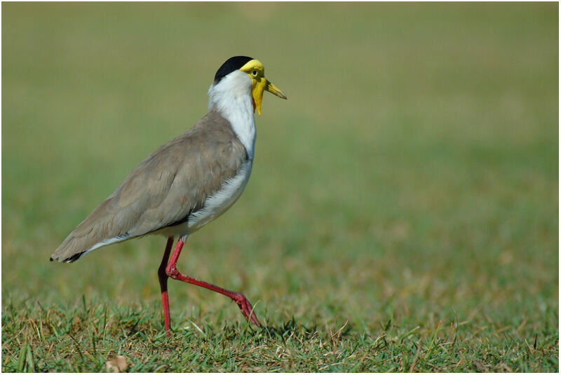 Masked Lapwingadult