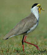 Masked Lapwing