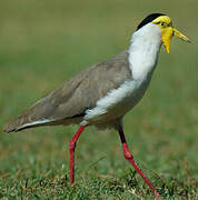 Masked Lapwing