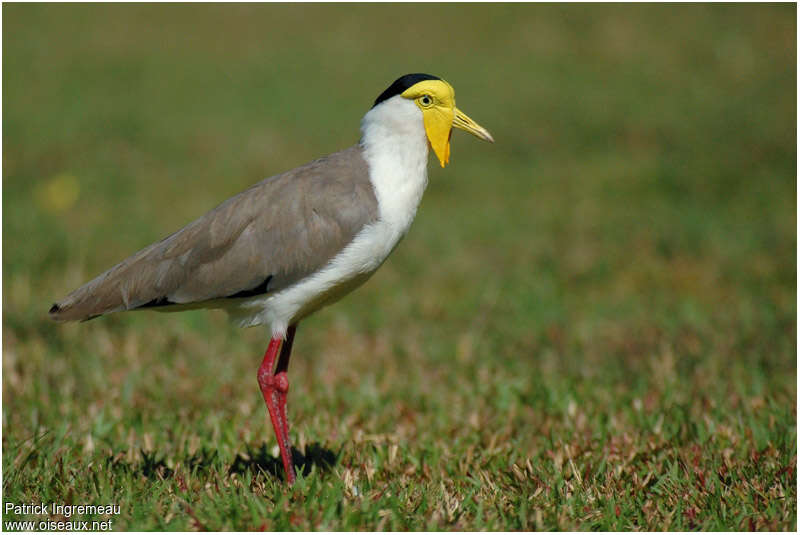 Masked Lapwingadult, identification