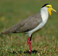 Masked Lapwing