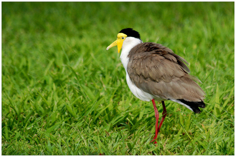 Masked Lapwingadult