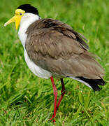 Masked Lapwing