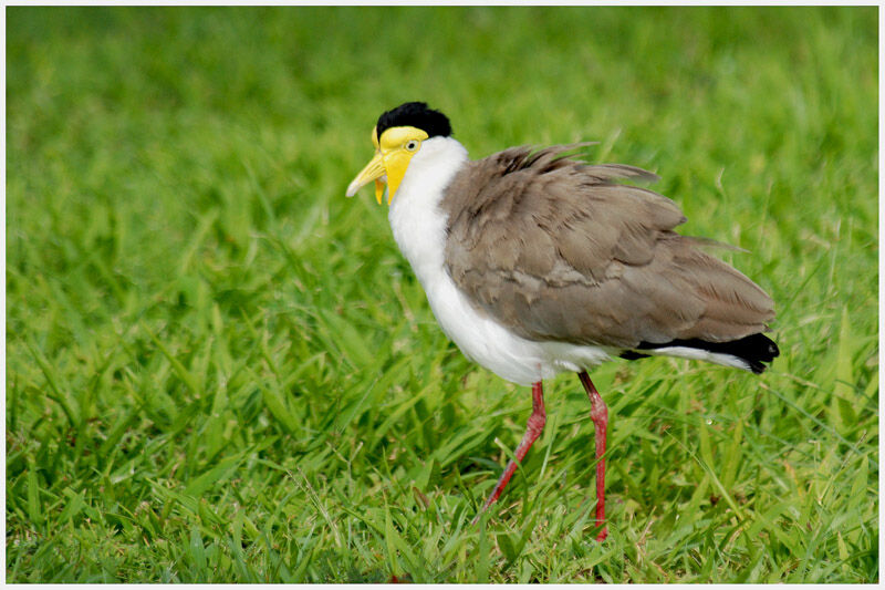 Masked Lapwingadult