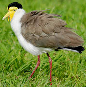 Masked Lapwing