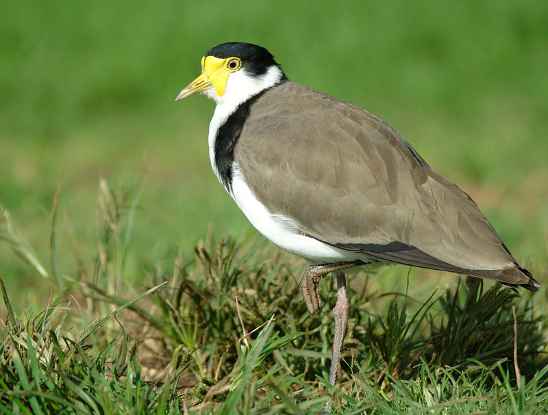 Masked Lapwing