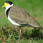 Masked Lapwing