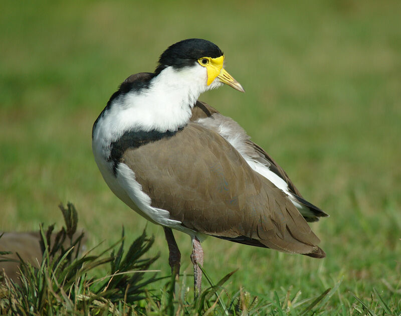 Masked Lapwing