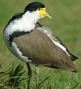 Masked Lapwing