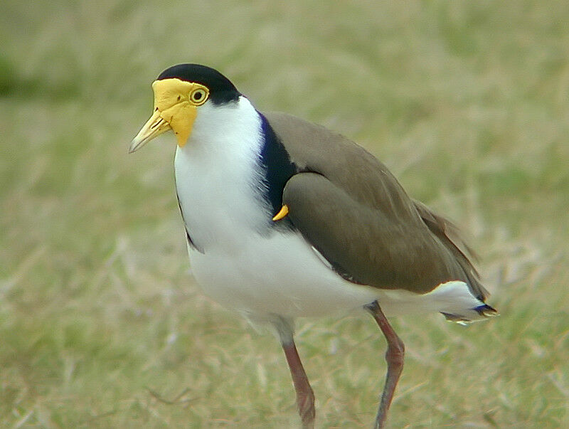 Masked Lapwing