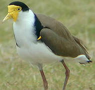 Masked Lapwing