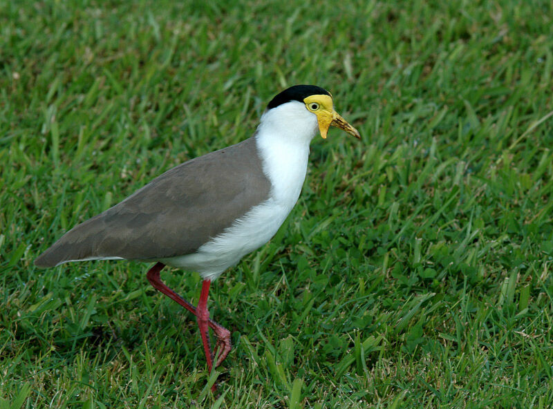 Masked Lapwing