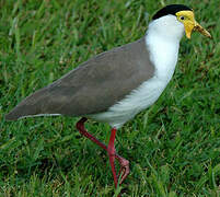 Masked Lapwing