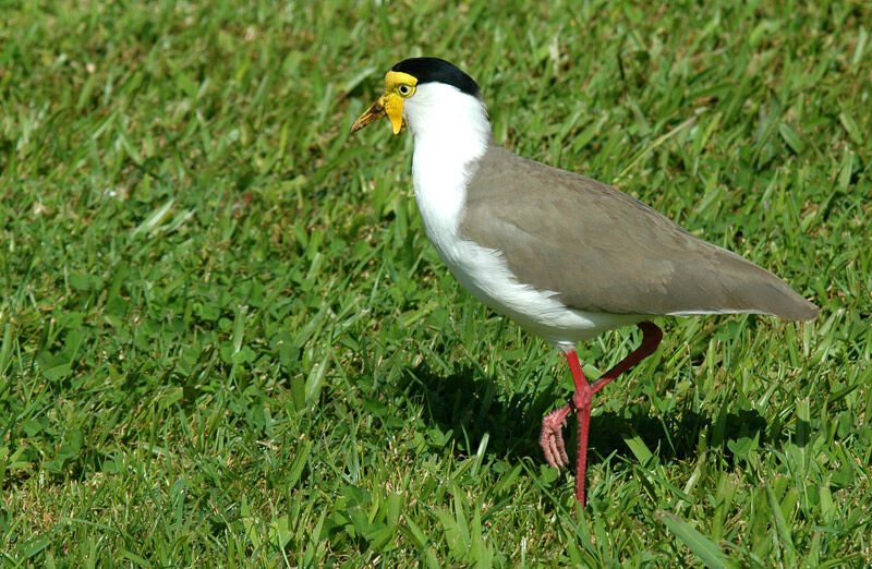 Masked Lapwing