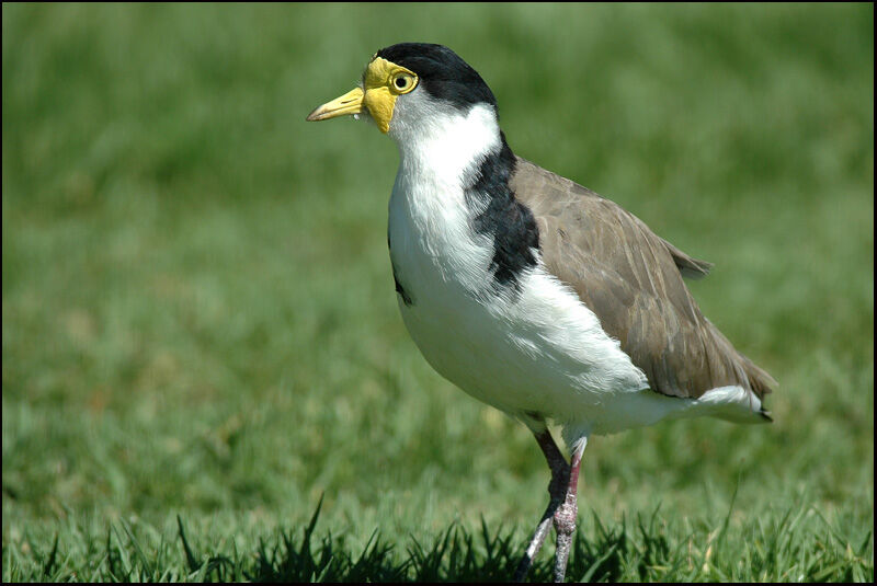 Masked Lapwingadult