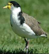 Masked Lapwing