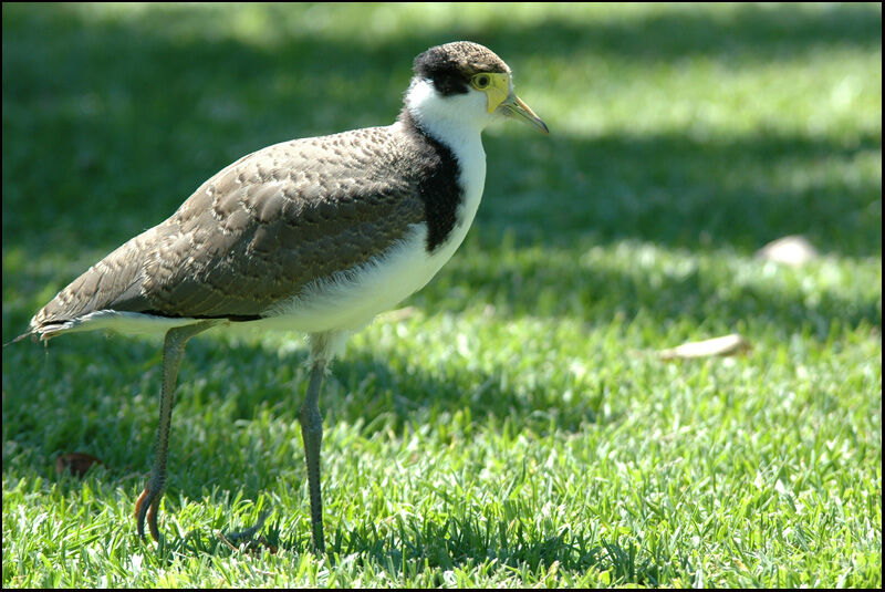 Masked LapwingFirst year