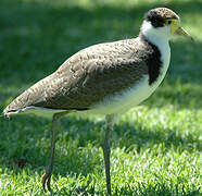 Masked Lapwing