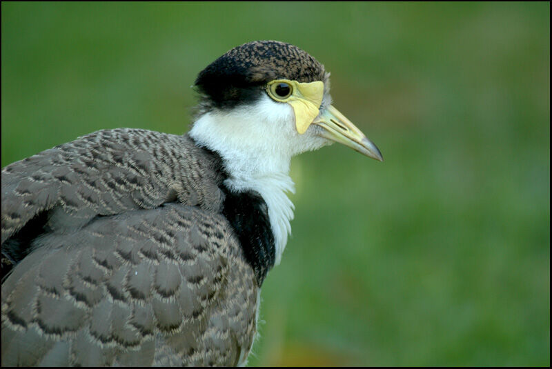 Masked LapwingFirst year