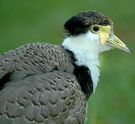 Masked Lapwing