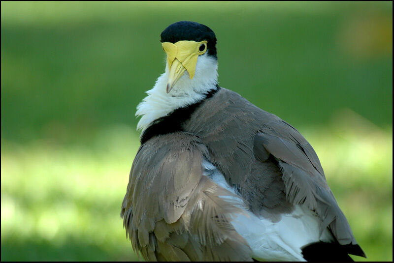 Masked Lapwing