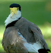 Masked Lapwing