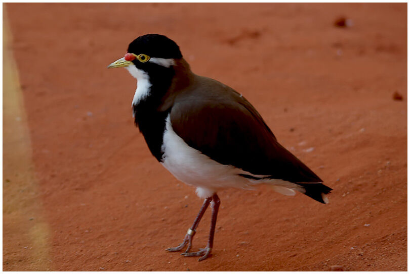 Banded Lapwing