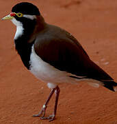 Banded Lapwing