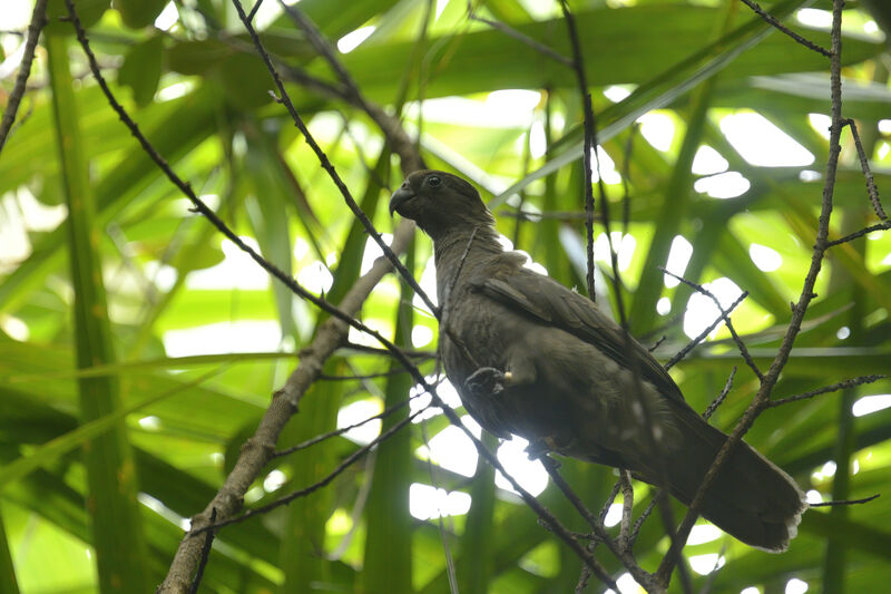 Seychelles Black Parrotadult