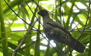 Seychelles Black Parrot