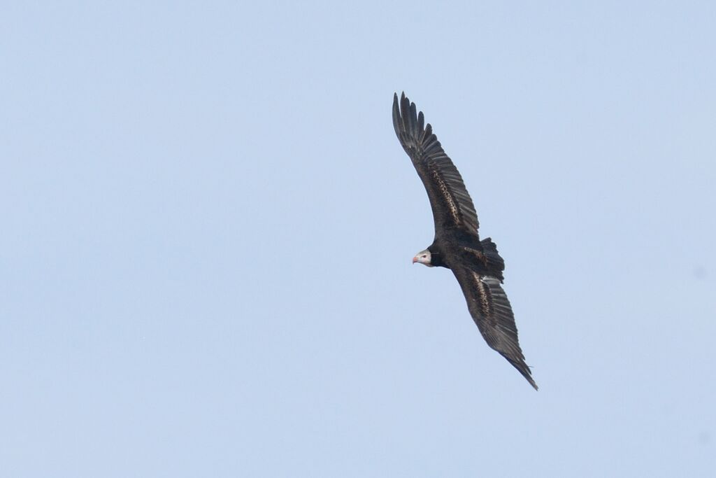 Vautour à tête blancheadulte