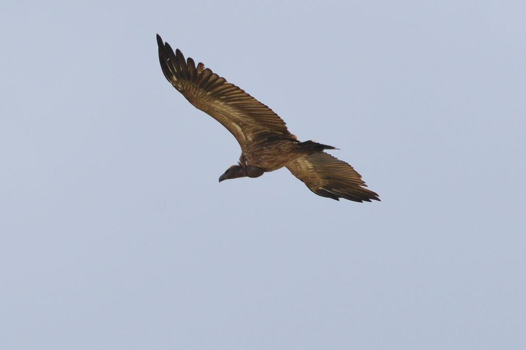 White-backed Vultureimmature