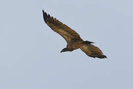 White-backed Vulture