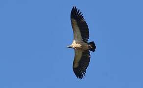 Vautour africain