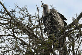 Rüppell's Vulture