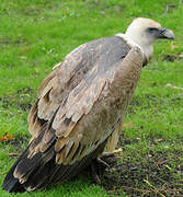 Griffon Vulture