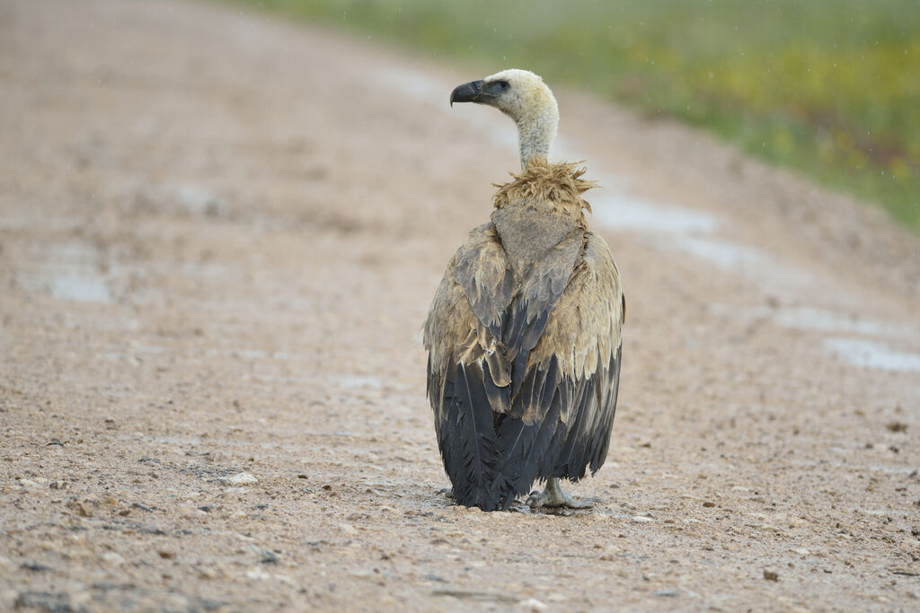 Griffon Vulture