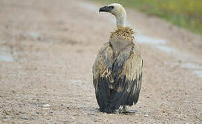 Griffon Vulture