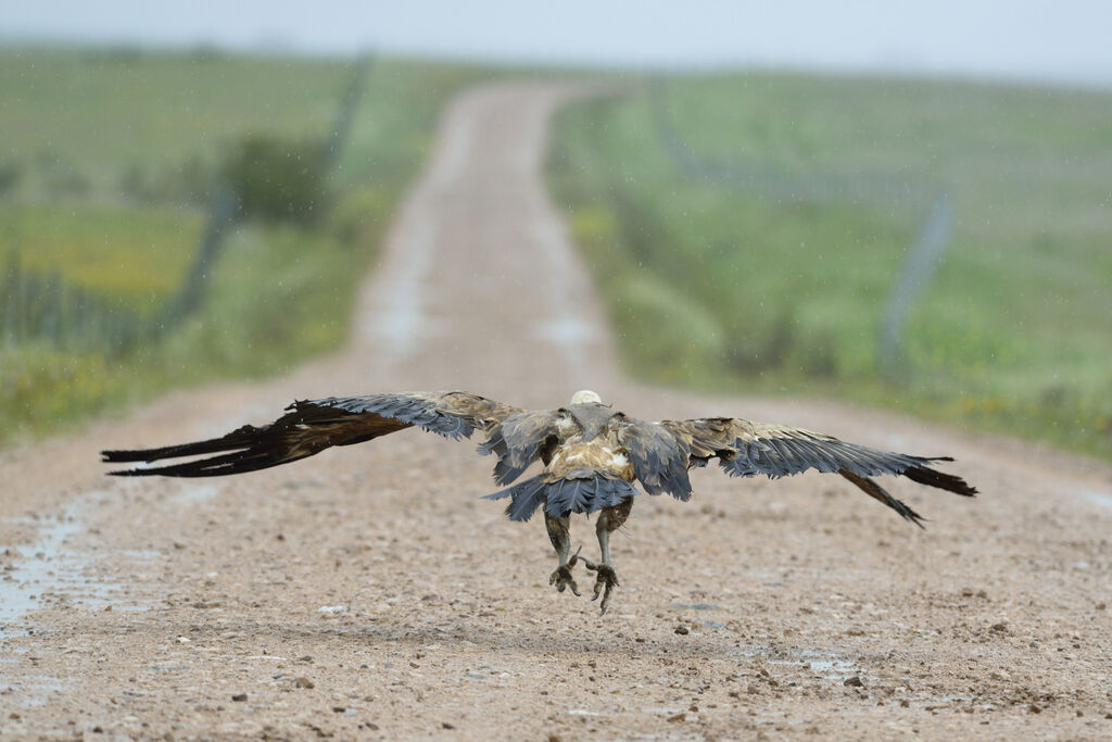 Griffon Vulture