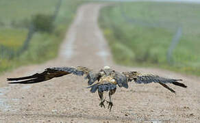 Griffon Vulture