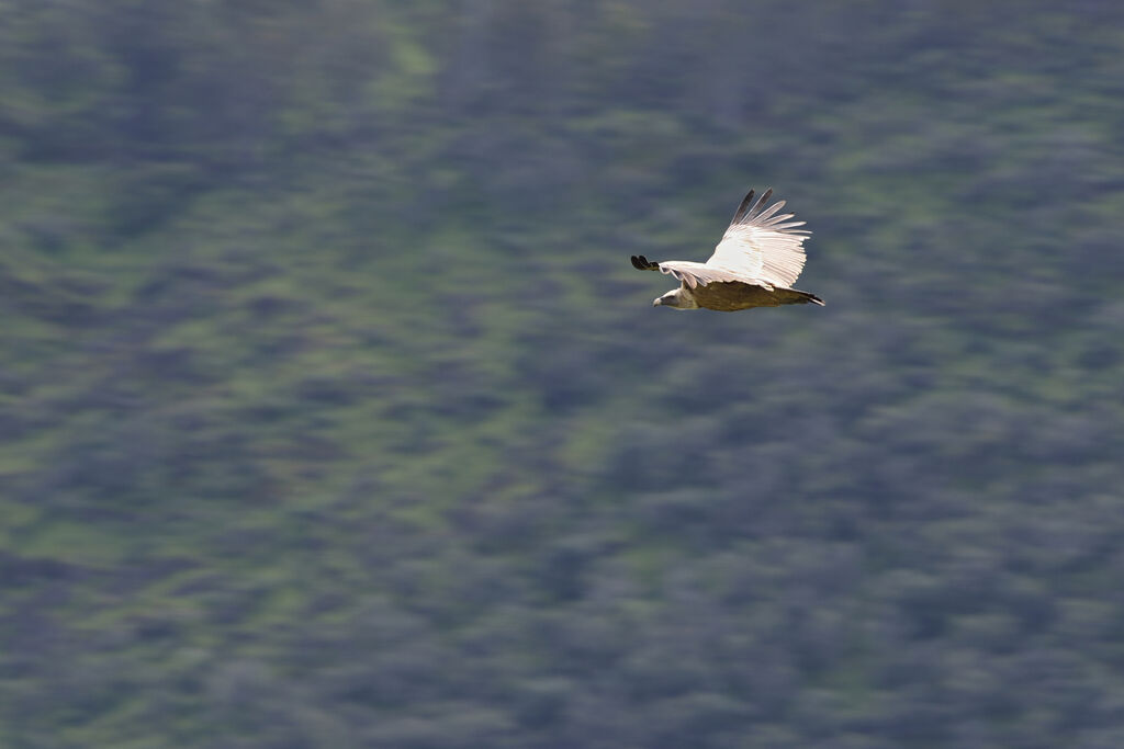 Vautour fauve, Vol